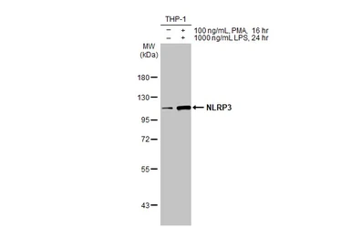 Anti-NLRP3 antibody [HL2813] used in Western Blot (WB). GTX639954