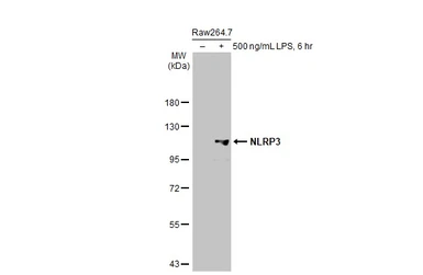 Anti-NLRP3 antibody [HL2813] used in Western Blot (WB). GTX639954