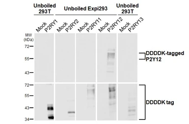 Anti-P2Y12 antibody [HL2829] used in  (). GTX640100