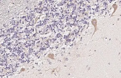 Anti-C3a Receptor antibody [HL2831] used in IHC (Paraffin sections) (IHC-P). GTX640102