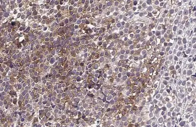 Anti-C3a Receptor antibody [HL2831] used in IHC (Paraffin sections) (IHC-P). GTX640102