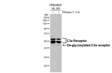 Anti-C3a Receptor antibody [HL2831] used in Western Blot (WB). GTX640102