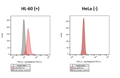 Anti-C3a Receptor antibody [HL2831] used in Flow cytometry (FCM). GTX640102