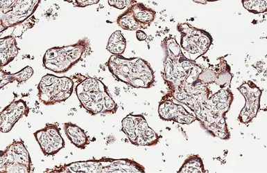 Anti-Endothelin B Receptor antibody [HL2832] used in IHC (Paraffin sections) (IHC-P). GTX640103
