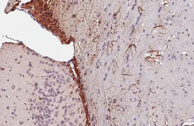Anti-Endothelin B Receptor antibody [HL2832] used in IHC (Paraffin sections) (IHC-P). GTX640103