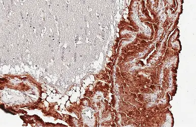Anti-Endothelin B Receptor antibody [HL2832] used in IHC (Paraffin sections) (IHC-P). GTX640103