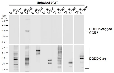 Anti-CCR2 antibody [HL2838] used in  (). GTX640109