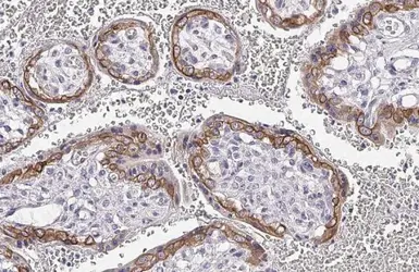 Anti-FSH Receptor antibody [HL2841] used in IHC (Paraffin sections) (IHC-P). GTX640112