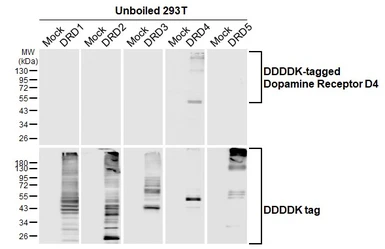 Anti-Dopamine Receptor D4 antibody [HL2850] used in  (). GTX640121
