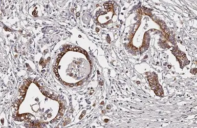 Anti-Dopamine Receptor D4 antibody [HL2850] used in IHC (Paraffin sections) (IHC-P). GTX640121