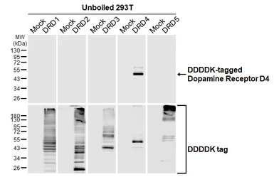 Anti-Dopamine Receptor D4 antibody [HL2851] used in Western Blot (WB). GTX640122