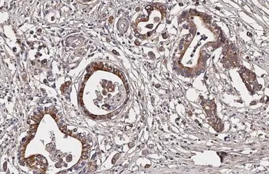 Anti-Dopamine Receptor D4 antibody [HL2851] used in IHC (Paraffin sections) (IHC-P). GTX640122