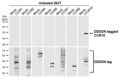 Anti-CCR10 antibody [HL2852] used in  (). GTX640123