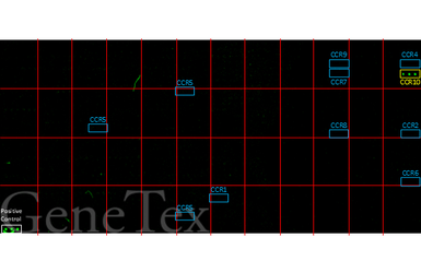Anti-CCR10 antibody [HL2852] used in Functional Assay (Functional Assay). GTX640123