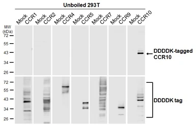Anti-CCR10 antibody [HL2853] used in  (). GTX640124