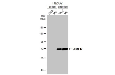 Anti-AMFR antibody [HL2865] used in Western Blot (WB). GTX640142