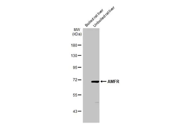 Anti-AMFR antibody [HL2865] used in Western Blot (WB). GTX640142