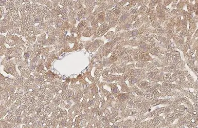 Anti-AMFR antibody [HL2865] used in IHC (Paraffin sections) (IHC-P). GTX640142