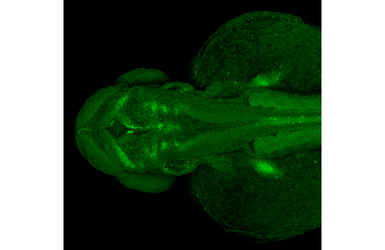 Anti-Sox9a antibody [HL2868] used in IHC (Whole mount) (IHC-Wm). GTX640145