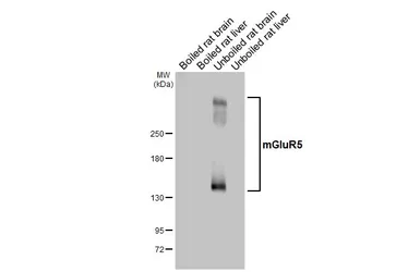 Anti-mGluR5 antibody [HL2876] used in Western Blot (WB). GTX640153