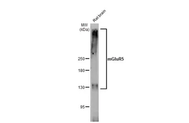 Anti-mGluR5 antibody [HL2876] used in Western Blot (WB). GTX640153