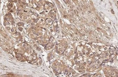 Anti-mGluR5 antibody [HL2876] used in IHC (Paraffin sections) (IHC-P). GTX640153