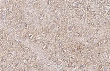 Anti-mGluR5 antibody [HL2876] used in IHC (Paraffin sections) (IHC-P). GTX640153