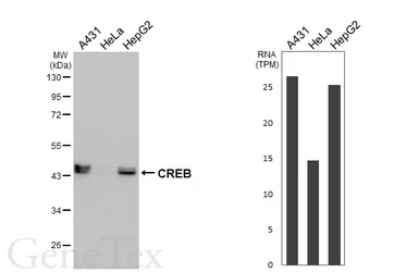 Anti-CREB antibody [HL2880] used in Western Blot (WB). GTX640159
