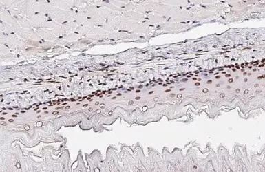 Anti-CREB antibody [HL2880] used in IHC (Paraffin sections) (IHC-P). GTX640159