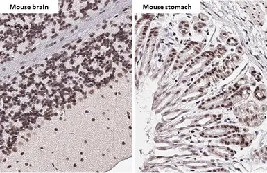 Anti-CREB antibody [HL2880] used in IHC (Paraffin sections) (IHC-P). GTX640159