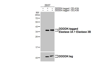 Anti-Elastase 3A +  Elastase 3B antibody [HL2882] used in Western Blot (WB). GTX640161