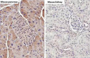 Anti-Elastase 3A +  Elastase 3B antibody [HL2882] used in IHC (Paraffin sections) (IHC-P). GTX640161