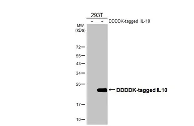 Anti-IL10 antibody [HL2897] used in Western Blot (WB). GTX640234