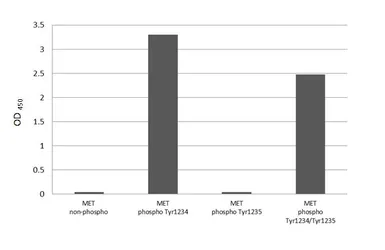 Anti-c-Met (phospho Tyr1234) antibody [HL2907] used in  (). GTX640244