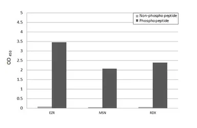 Anti-Ezrin (phospho Thr567) + Radixin (Thr564) + Moesin (Thr558) Antibody [HL2909] used in  (). GTX640252