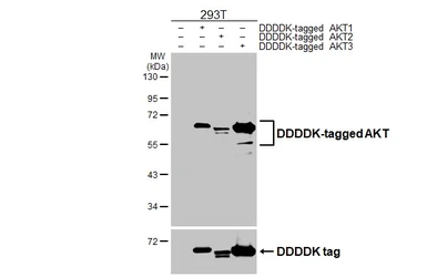 Anti-AKT antibody [HL2915] used in Western Blot (WB). GTX640258