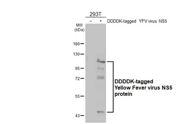 Anti-Yellow Fever virus NS5 protein antibody [HL2916] used in Western Blot (WB). GTX640259