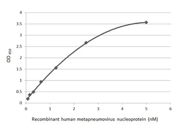 Anti-Human metapneumovirus Nucleoprotein antibody [HL2921] used in ELISA (ELISA). GTX640264