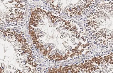 Anti-FSH Receptor antibody [HL2926] used in IHC (Paraffin sections) (IHC-P). GTX640269