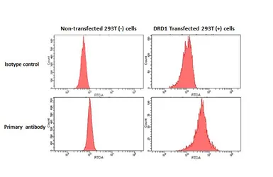 Anti-Dopamine Receptor D1 antibody [HL2927] used in Flow cytometry (FCM). GTX640270
