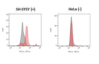 Anti-Dopamine Receptor D1 antibody [HL2927] used in Flow cytometry (FCM). GTX640270