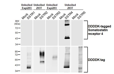 Anti-Somatostatin receptor 4 antibody [HL2933] used in Western Blot (WB). GTX640276