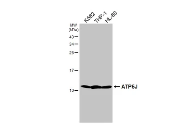 Anti-ATP5J antibody [HL2934] used in Western Blot (WB). GTX640318