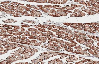 Anti-ATP5J antibody [HL2934] used in IHC (Paraffin sections) (IHC-P). GTX640318