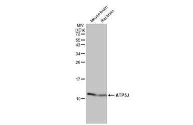 Anti-ATP5J antibody [HL2934] used in Western Blot (WB). GTX640318