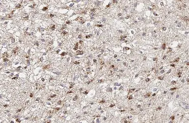 Anti-ATP5J antibody [HL2934] used in IHC (Paraffin sections) (IHC-P). GTX640318