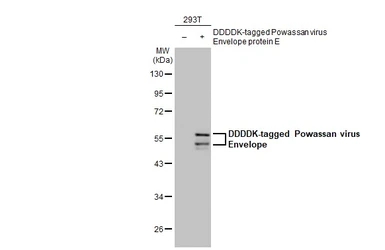 Anti-Powassan virus Envelope antibody [HL2952] used in Western Blot (WB). GTX640337