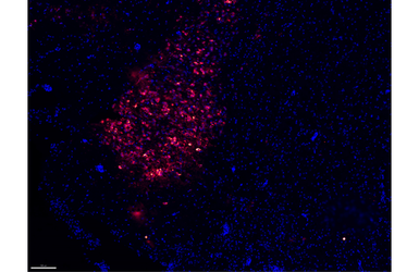 Anti-Powassan virus Envelope antibody [HL2955] used in IHC (Frozen sections) (IHC-Fr). GTX640340