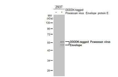 Anti-Powassan virus Envelope antibody [HL2955] used in Western Blot (WB). GTX640340