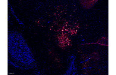 Anti-Powassan virus Envelope antibody [HL2957] used in IHC (Frozen sections) (IHC-Fr). GTX640342